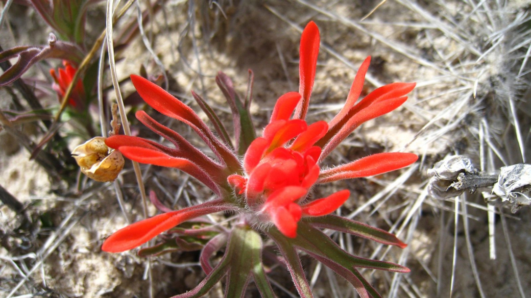 Desert Indian Paintbrush – Castilleja Chromosa