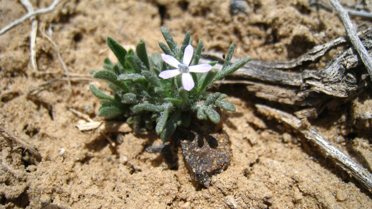 Dwarf Skyrocket – Ipomopsis Pumila
