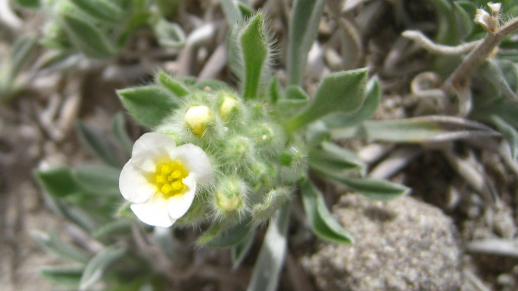 Yellow-eye Cryptanth - Cryptantha Flavoculata