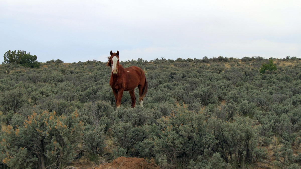 De-Na-Zin Wilderness Area – New Mexico