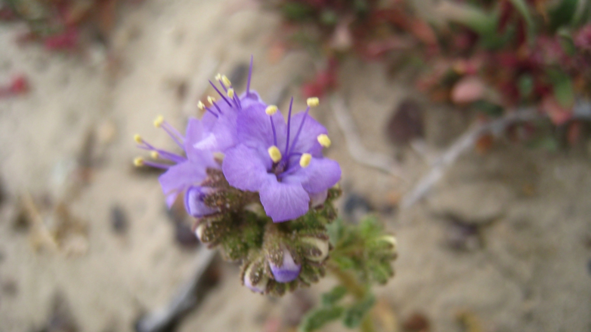 Wild Heliotrope – Common Phacelia