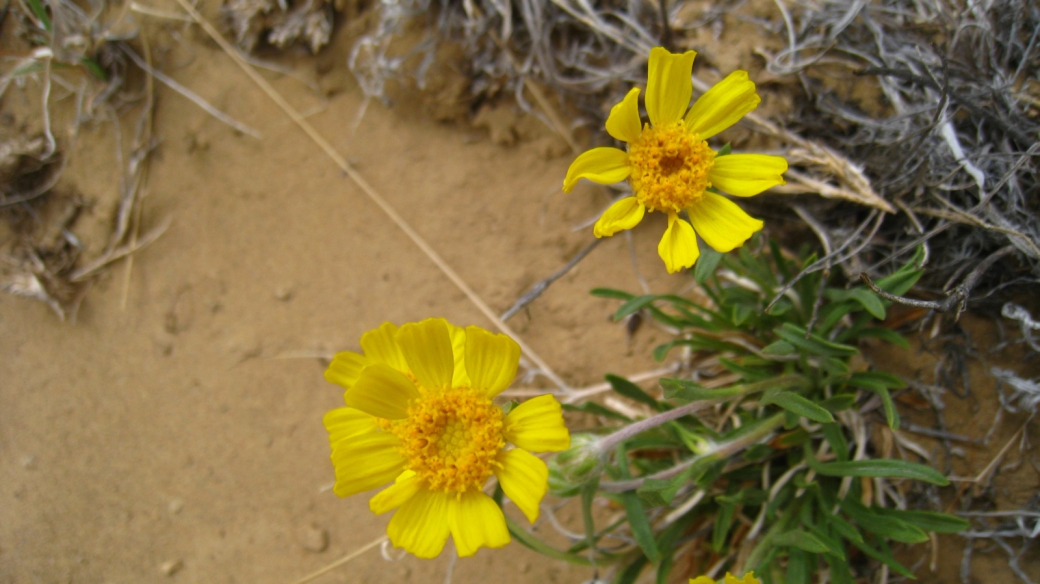 Common Madia - Madia Elegans