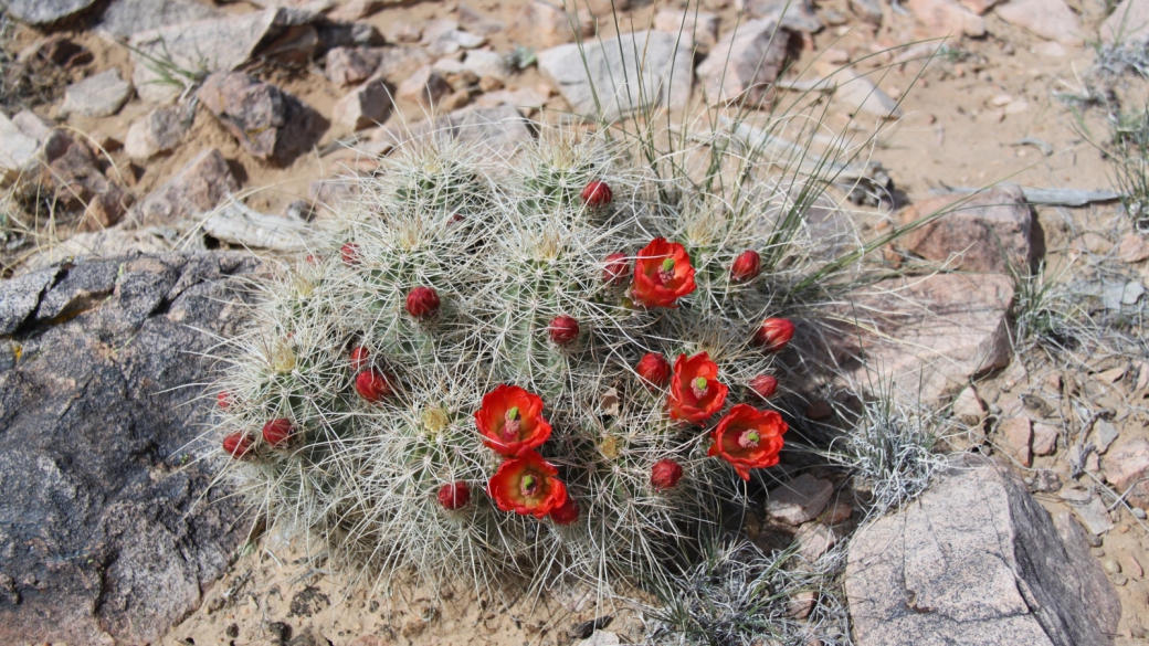 Claretcup Cactus – Echinocereus Triglochidiatus