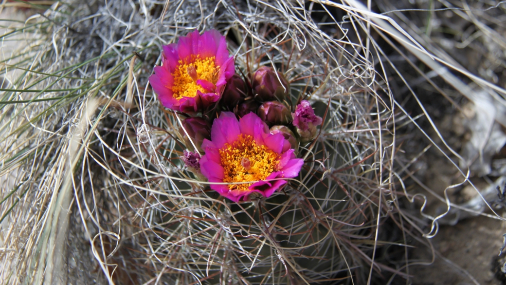 Simpson's Hedgehog Cactus - Pediocactus Simpsonii