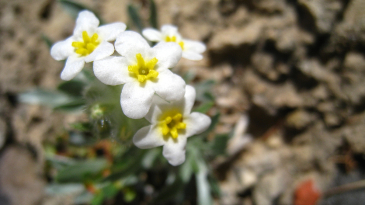 Yellow-eye Cryptanth – Cryptantha Flavoculata