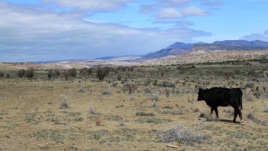 Ojito Wilderness Area - New Mexico