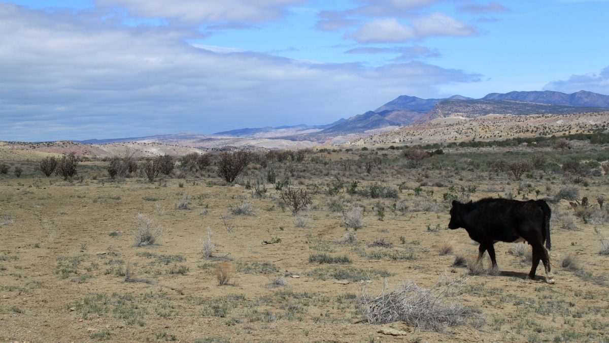 Ojito Wilderness Area – New Mexico
