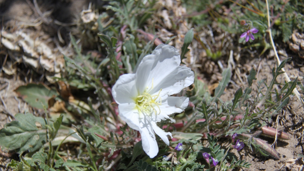 Birdcage Evening Primrose – Oenothera Deltoides