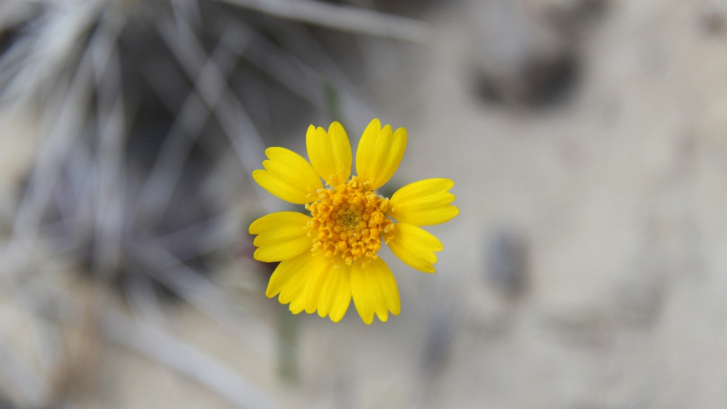 Common Madia - Madia Elegans