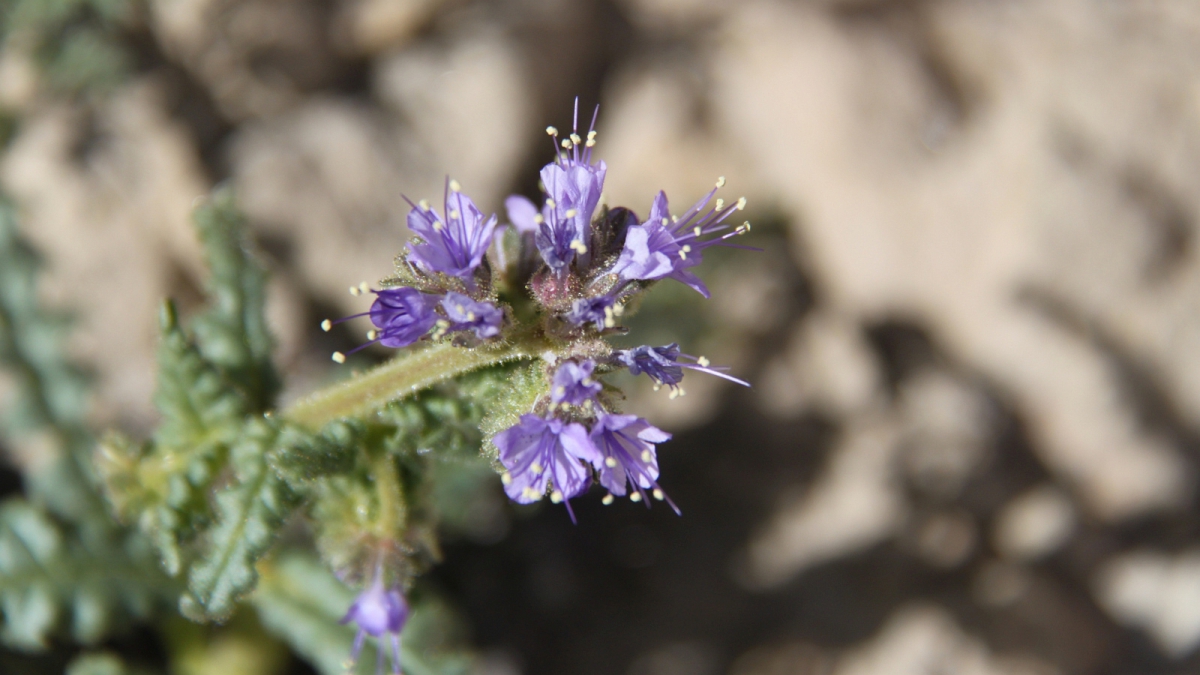 Scorpion Weed – Phacelia