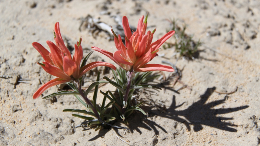 Desert Indian Paintbrush – Castilleja Chromosa