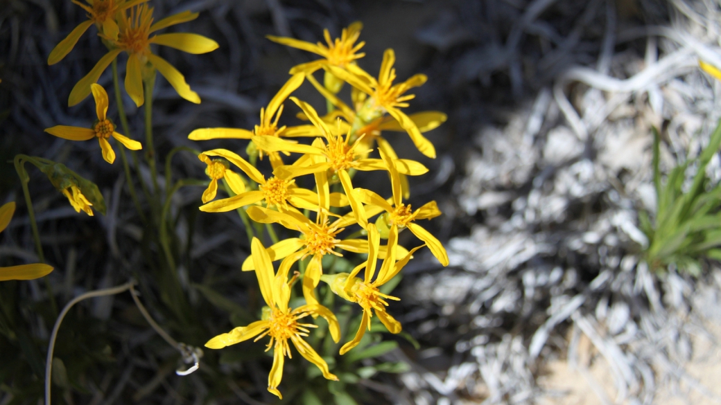 Stemless Golden Weed