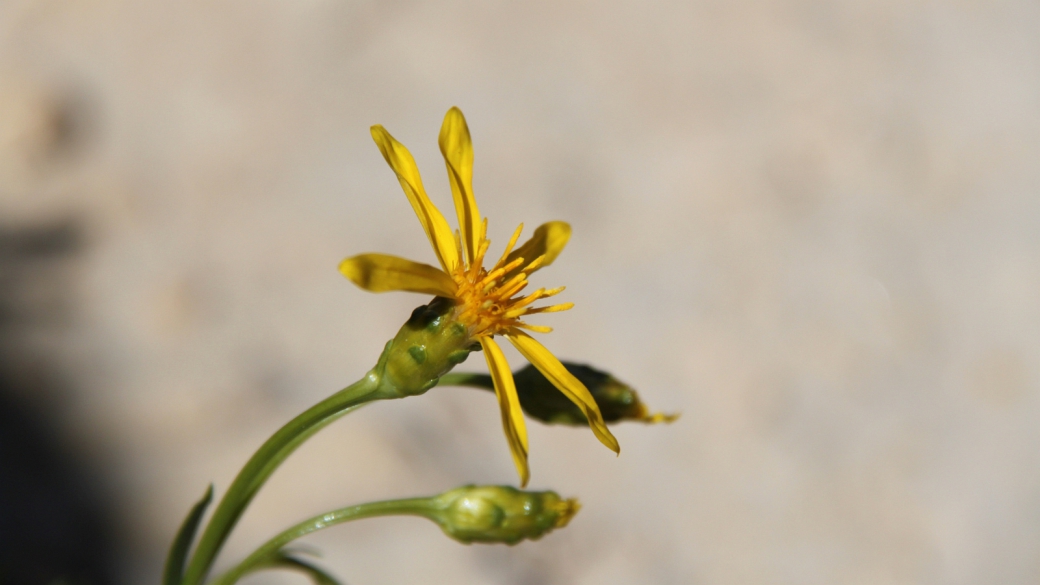 Stemless Golden Weed