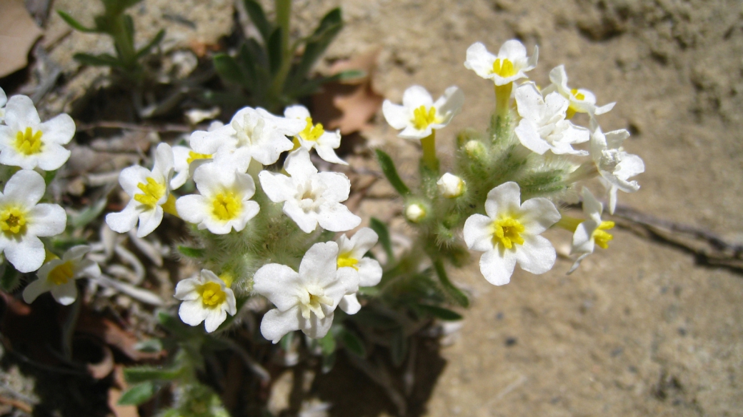 Yellow-eye Cryptanth – Cryptantha Flavoculata