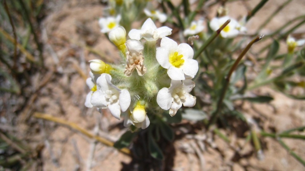 Yellow-eye Cryptanth – Cryptantha Flavoculata