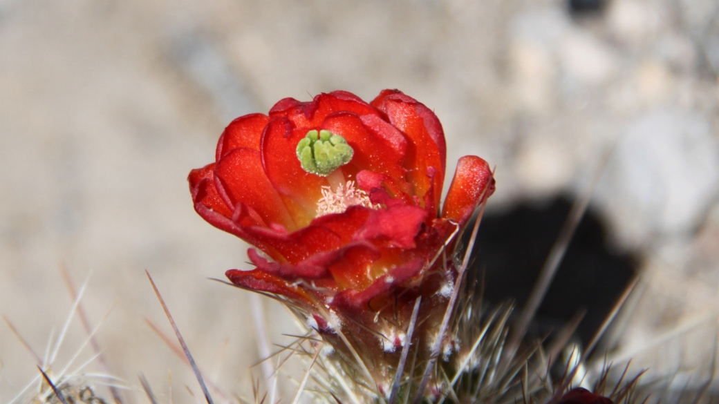 Claret Cup Cactus – Echinocereus Triglochidiatus