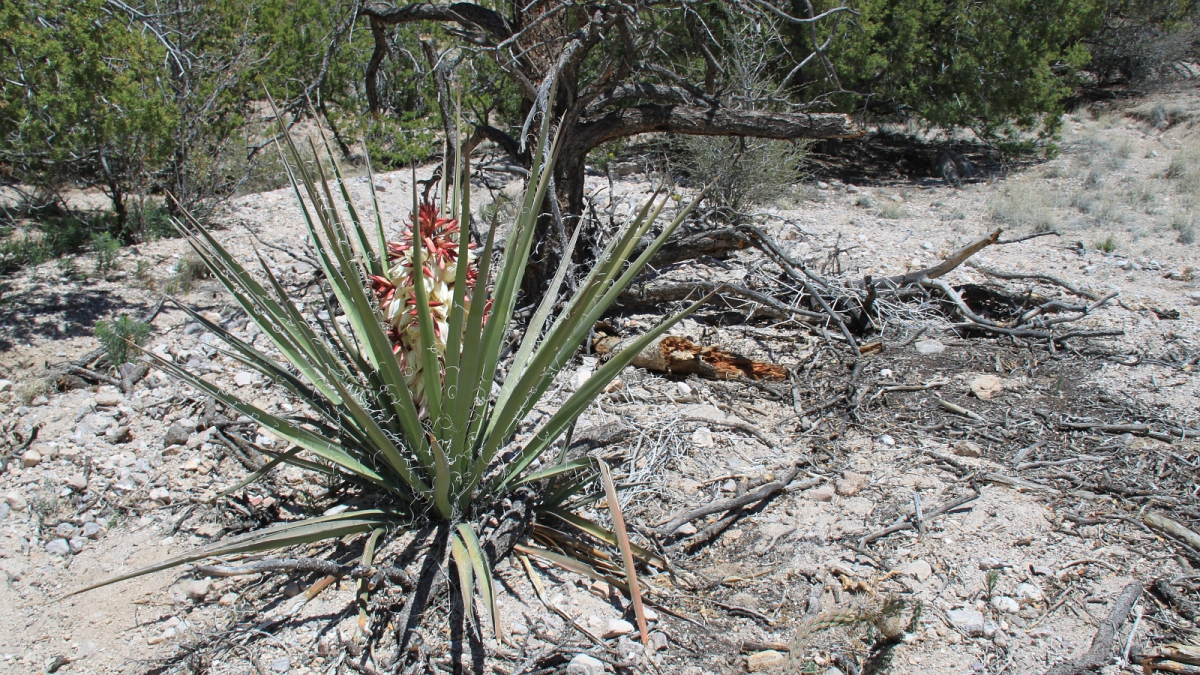 Yucca flower – Yucca