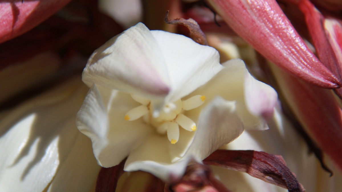 Yucca flower – Yucca