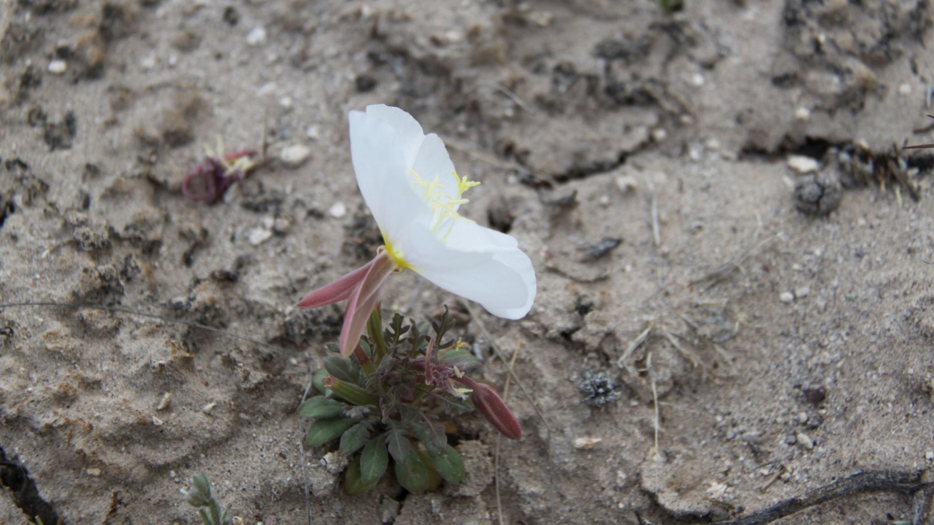 Birdcage Evening Primrose – Oenothera Deltoides