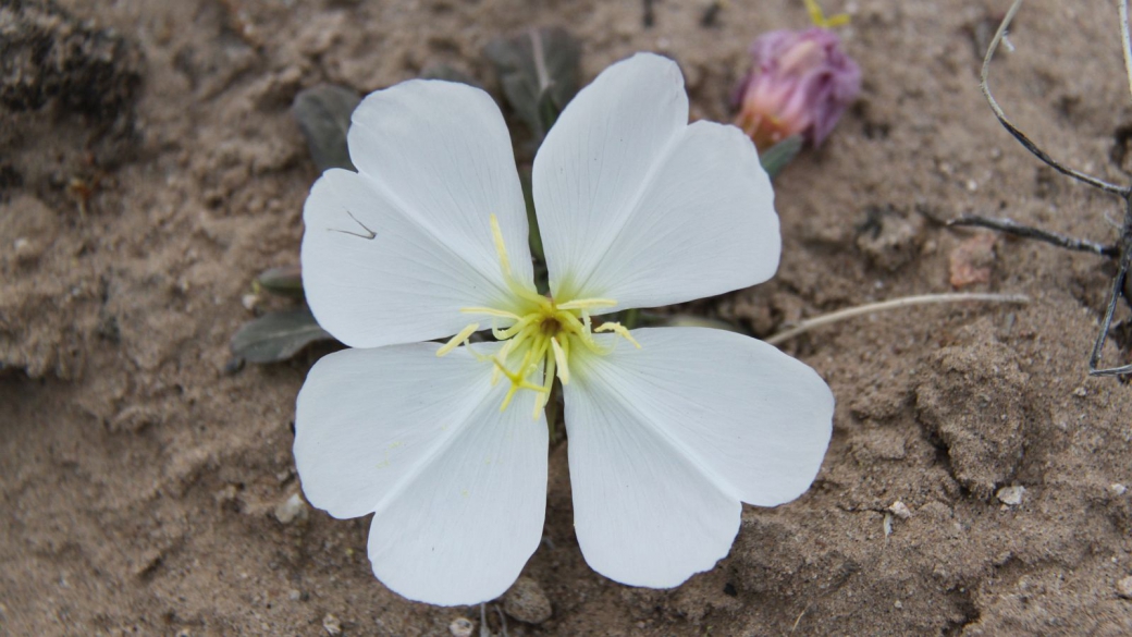 Birdcage Evening Primrose – Oenothera Deltoides