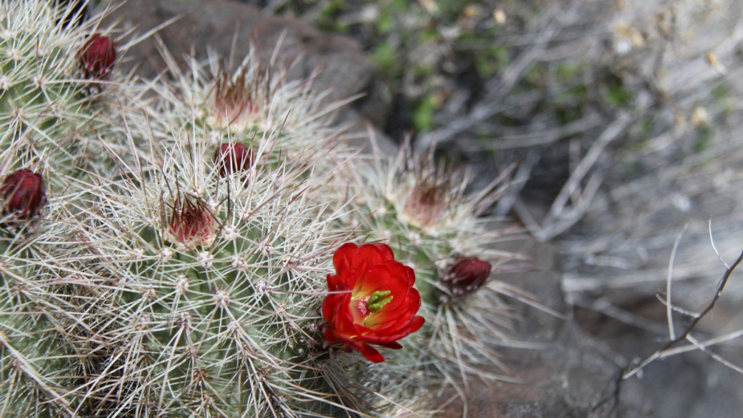 Claretcup Cactus – Echinocereus Triglochidiatus