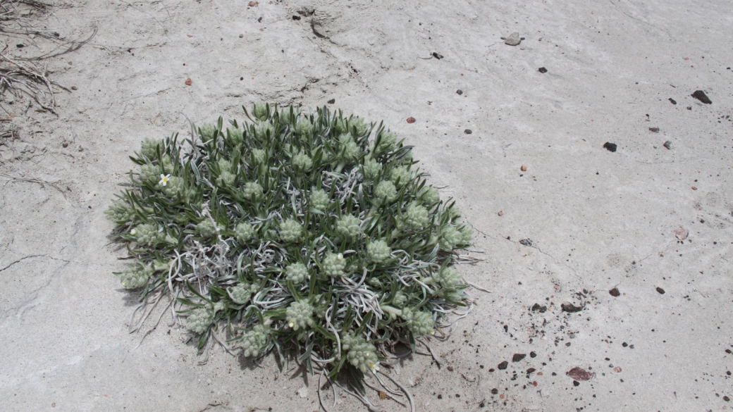 Yellow-eye Cryptanth – Cryptantha Flavoculata