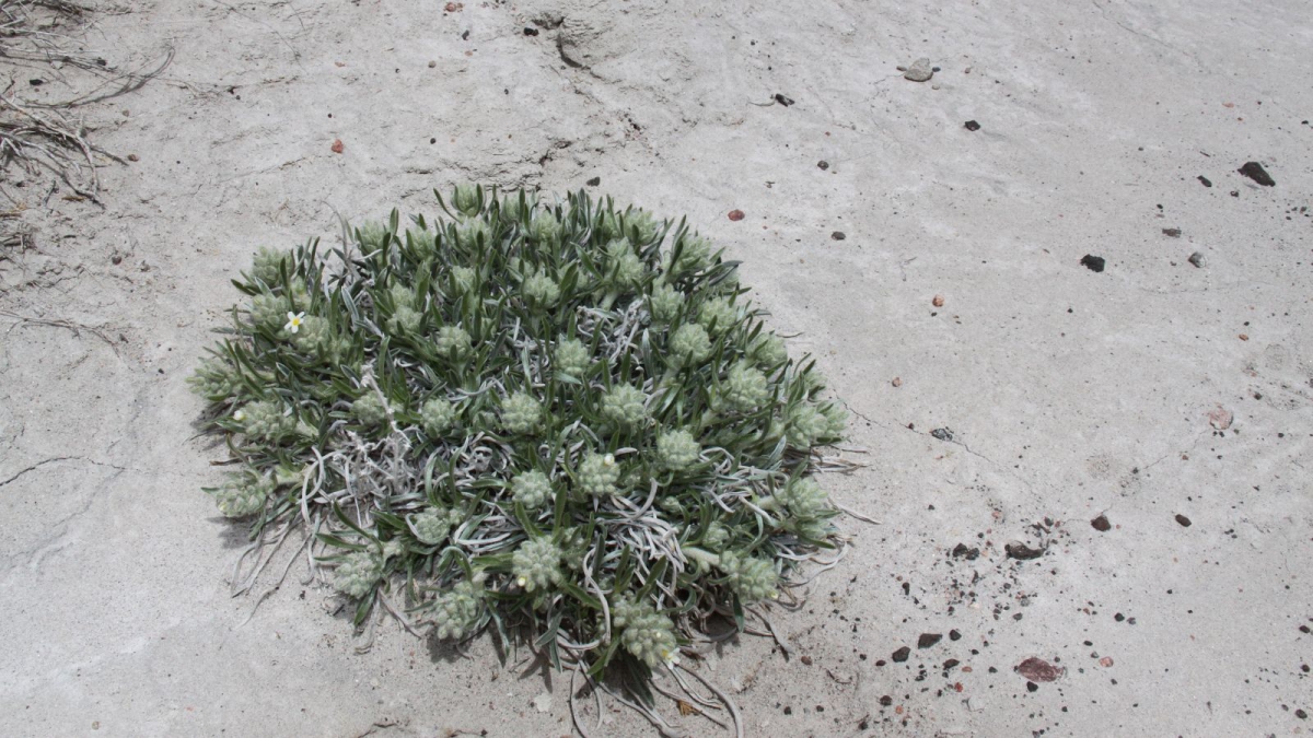 Yellow-eye Cryptanth – Cryptantha Flavoculata
