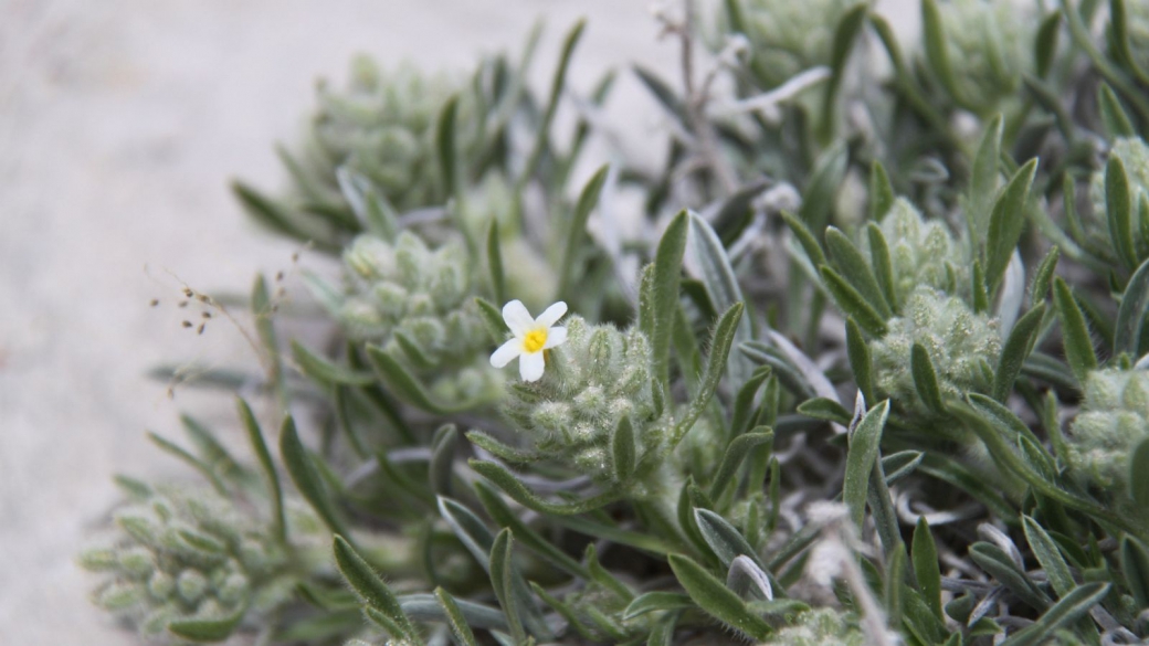 Yellow-eye Cryptanth – Cryptantha Flavoculata