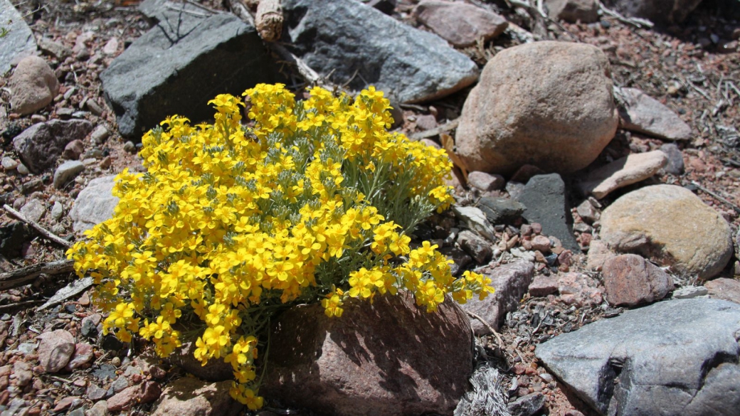 Bladderpod - Isomeris Arborea