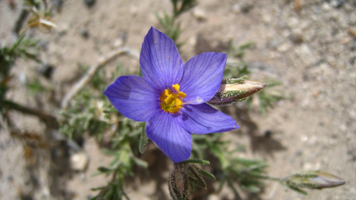 Jacob’s Ladder – Polemonium Foliosissimum