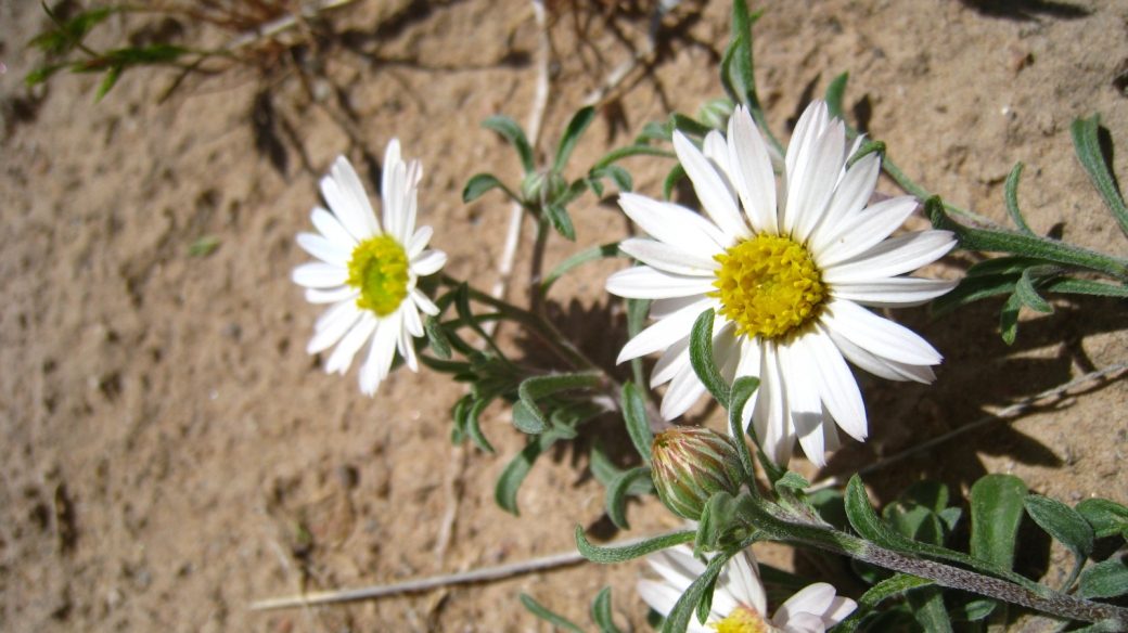 Silvery Townsendia – Townsendia Florifer