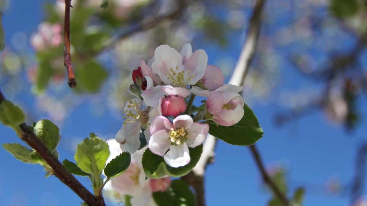 Cherry Flower – Prunus Cerasus