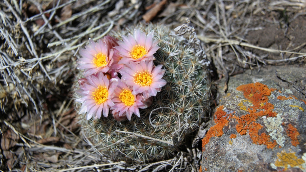 Simpson's Hedgehog Cactus - Pediocactus Simpsonii