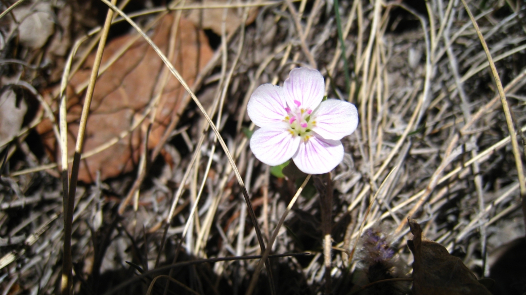 Spring Beauty - Claytonia Lanceolata