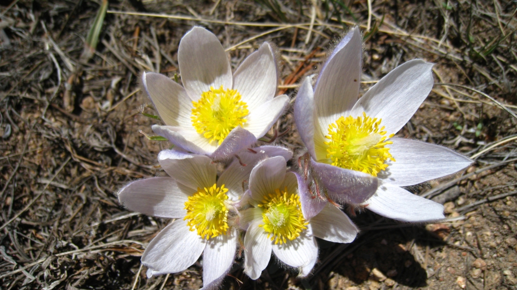 Western Pasque Flower – Pulsatilla Occidentalis