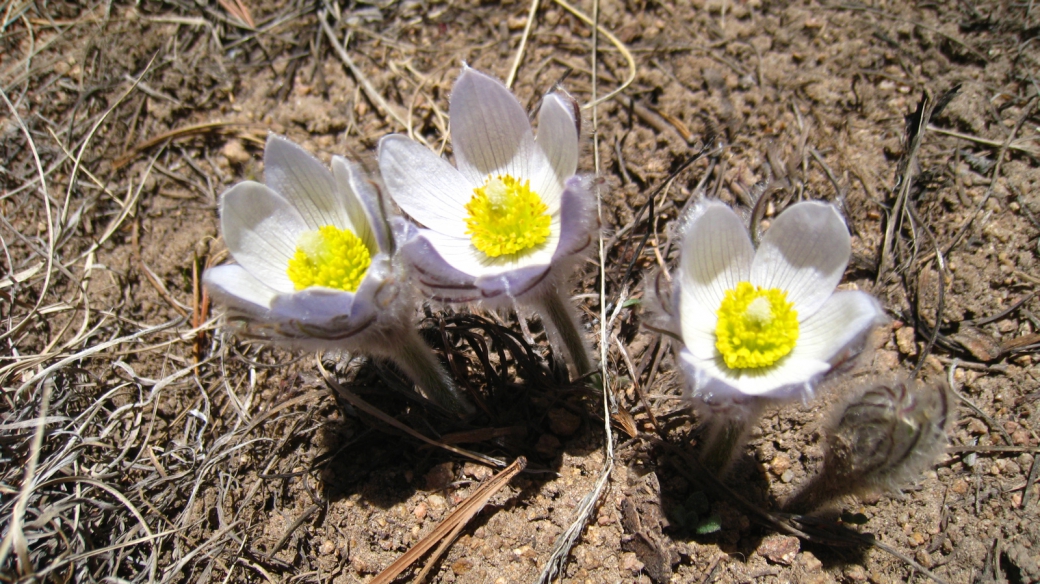 Western Pasque Flower – Pulsatilla Occidentalis