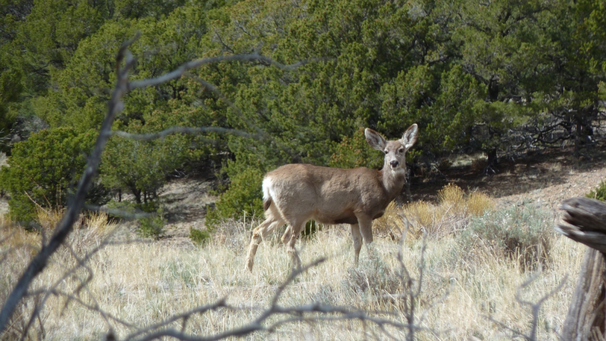 Mosca Pass – Sangre de Cristo Range – Rocky Mountains – Colorado
