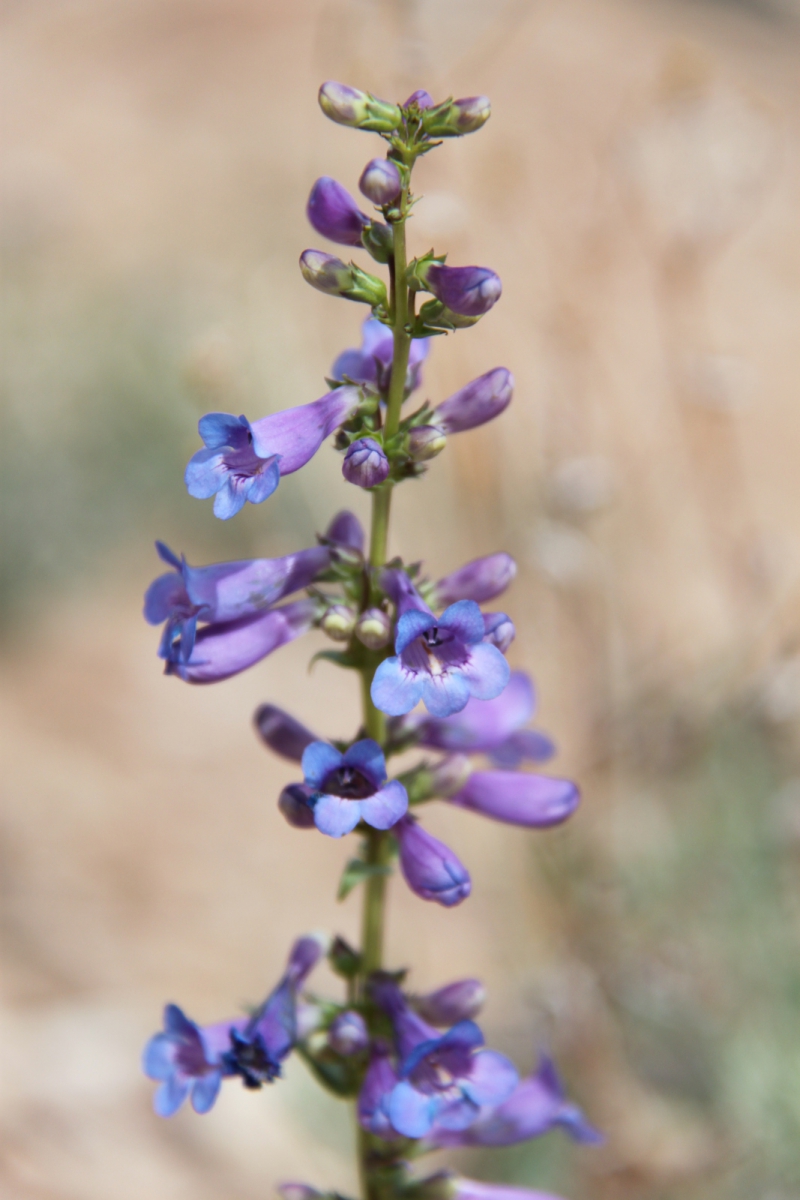 Blue Penstemon – Penstemon