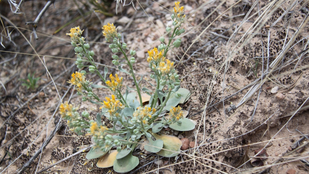 Newberry’s Twinpod – Physaria Newberry