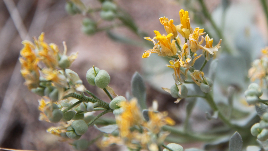 Newberry’s Twinpod – Physaria Newberry