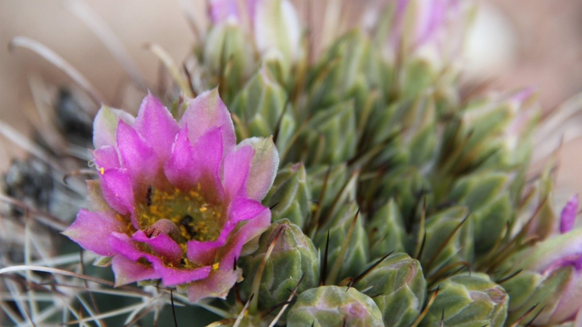 Fishhook Cactus – Sclerocactus Parviflorus