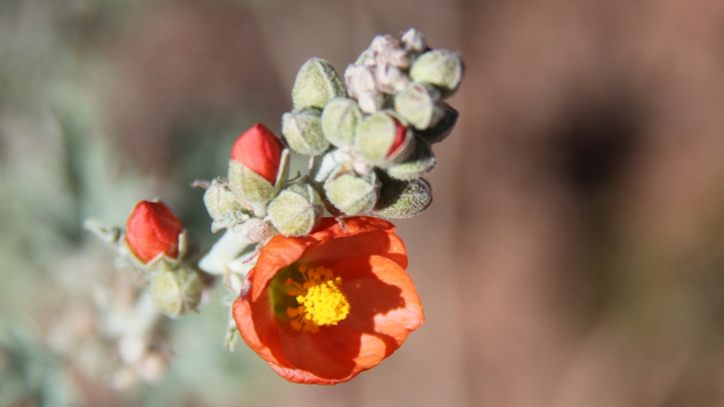 Scarlet Globemallow – Sphaeralcea Coccinea