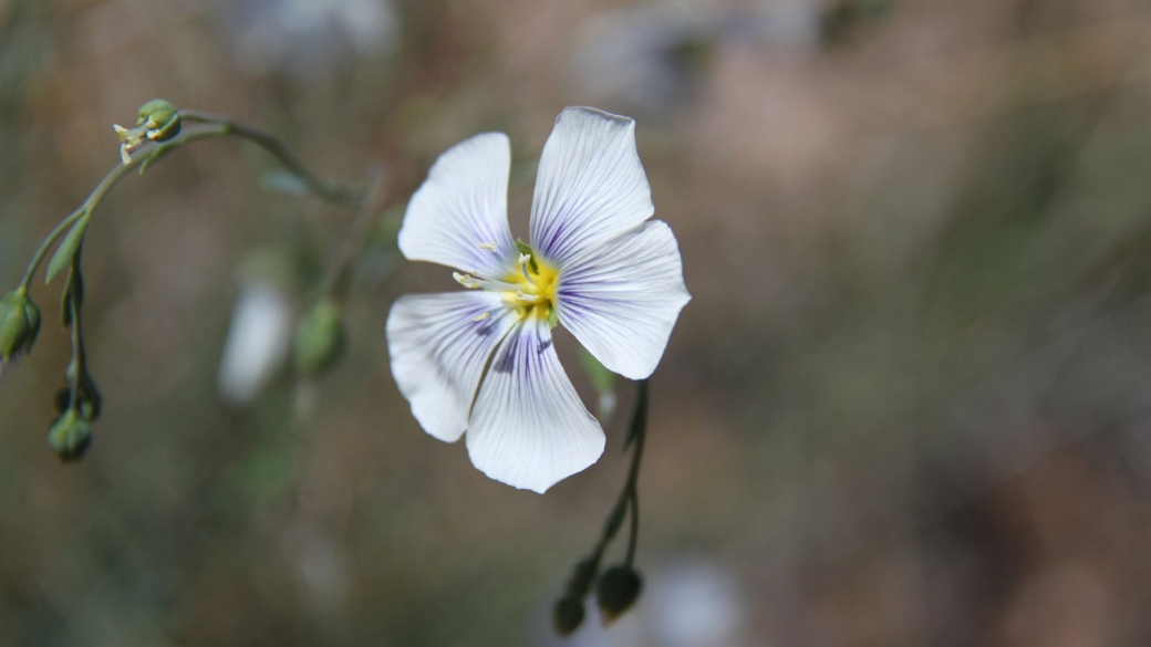 Prairie Flax - Linum Lewisii