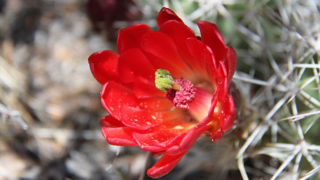 Claretcup Cactus – Echinocereus Triglochidiatus