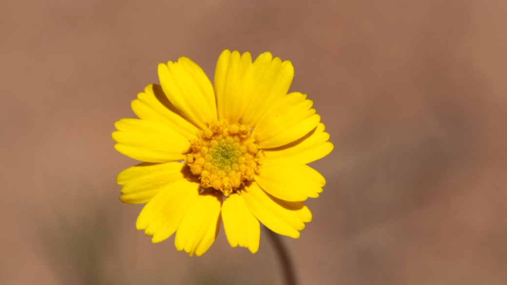 Common Madia – Madia Elegans