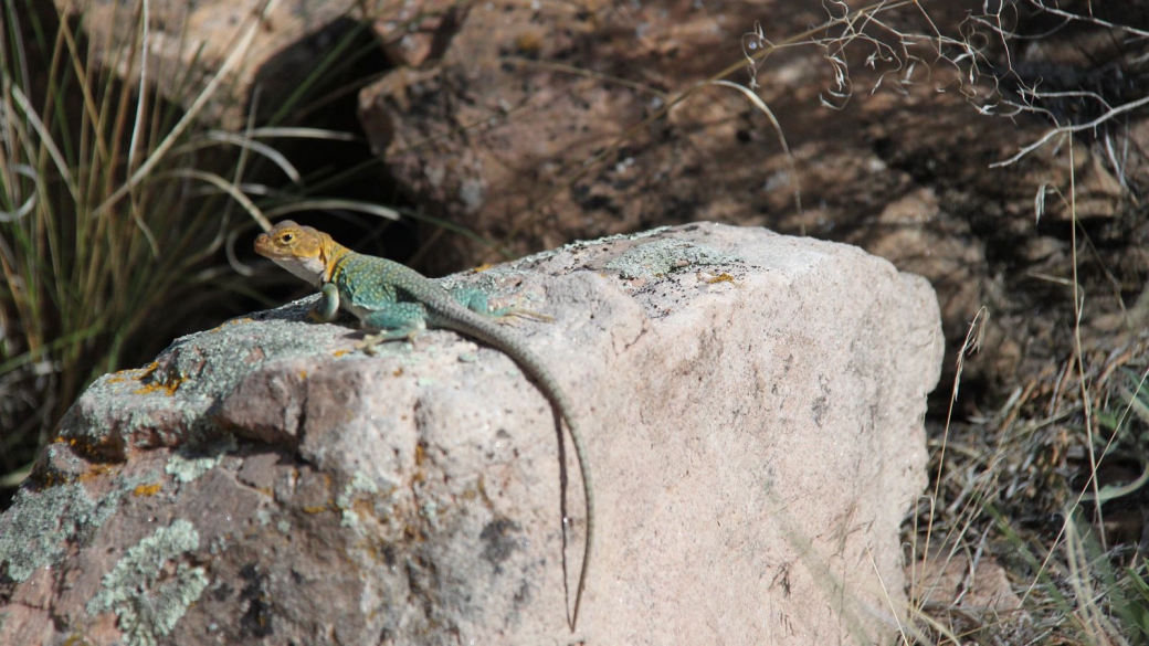 Eastern Collared Lizard - Crotaphytus Collaris