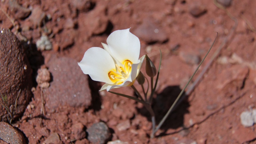 Sego Lily - Calochortus Nuttallii