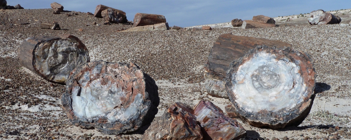 Tronc pétrifié multicolore à Petrified Forest National Park.