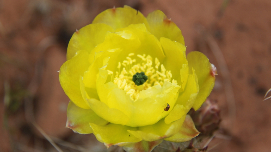 Plain Prickly Pear - Opuntia Polyacantha