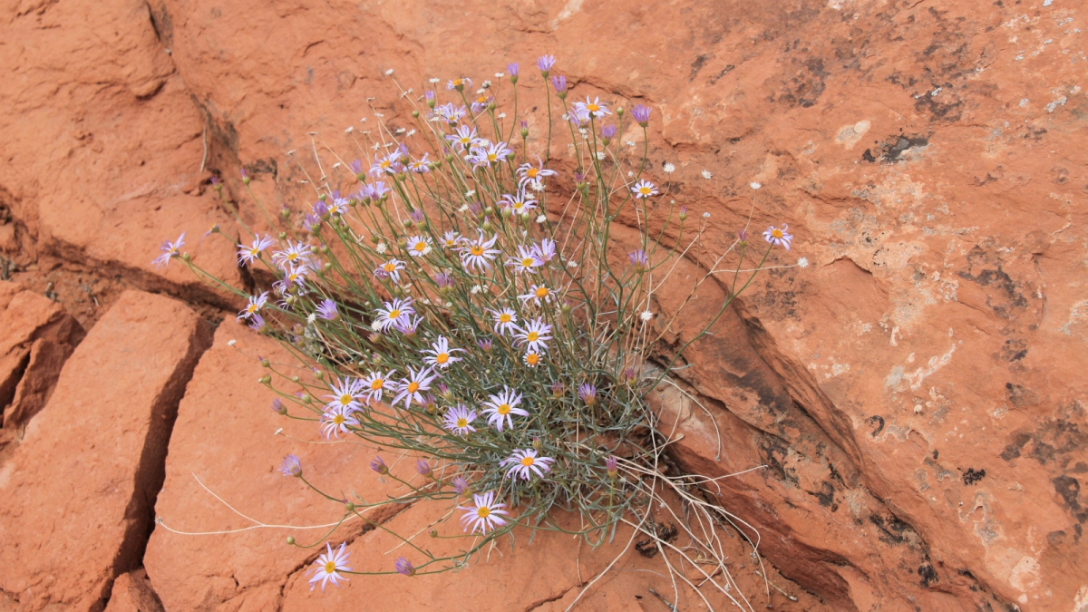Purple Aster – Symphyotrichum Puniceum